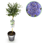 Ceanothus thyrsiflorus Repens, detail van het blad