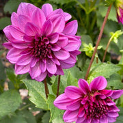 Dahlia &