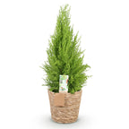 Cupressus Gold Crest Wilma, kenmerkend blad