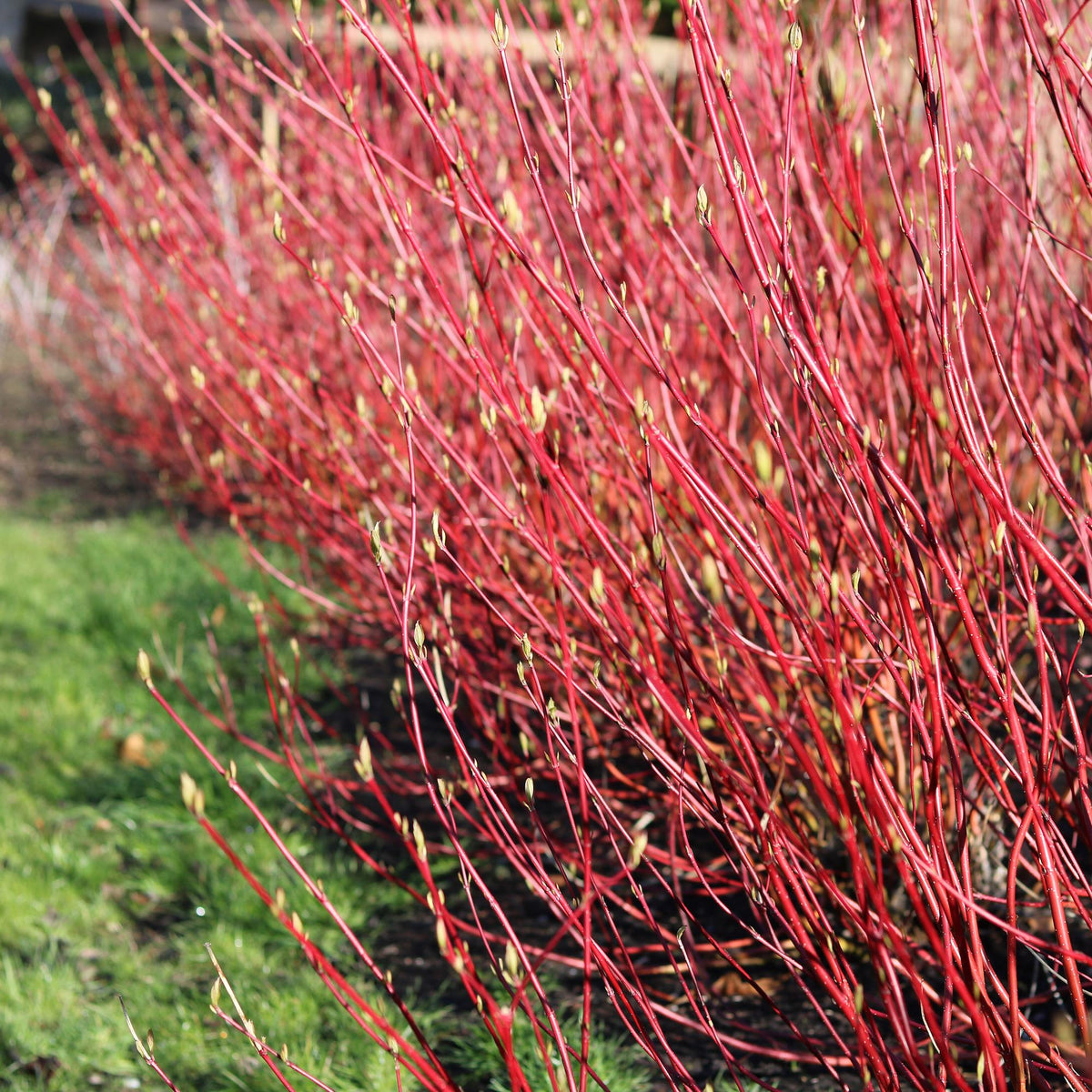 Cornus sibirica, groene bladeren