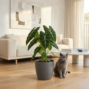 Olifantsoor (Alocasia Frydek) met grijze pot