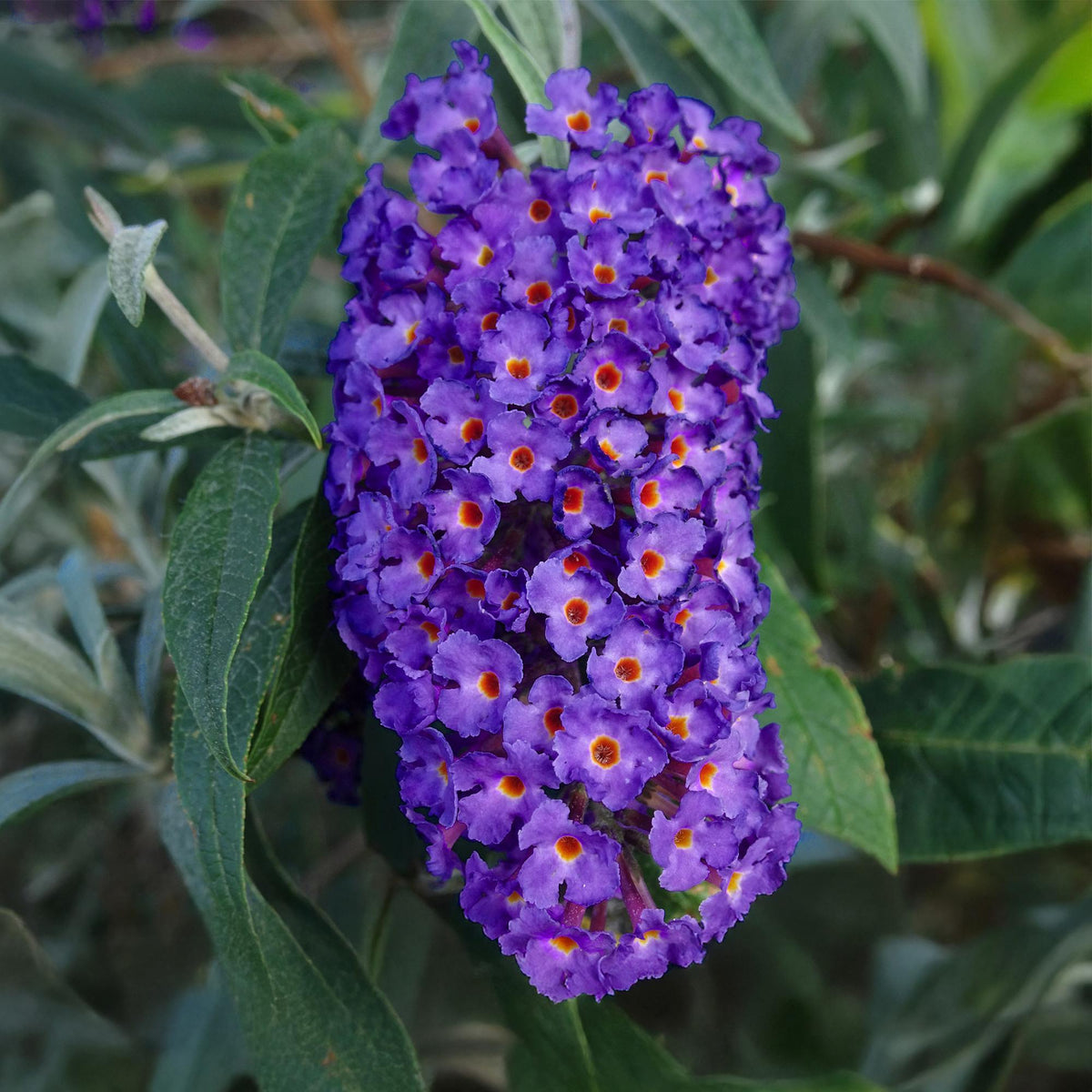 Buddleja davidii Empire Blue, kenmerkend blad
