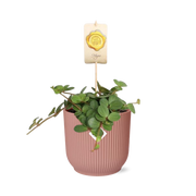 Peperomia ‘Hope’ in ELHO Vibes Fold 14cm roze