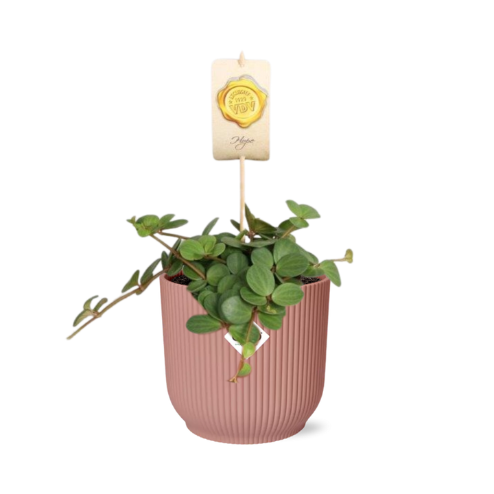 Peperomia ‘Hope’ in ELHO Vibes Fold 14cm roze