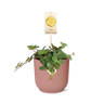 Peperomia ‘Hope’ in ELHO Vibes Fold 14cm roze