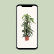 Epipremnum Pinnatum Cebu Blue