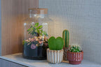 Terrarium Little Milky 'Love Mom', gegraveerde kurk en licht, gezonde plant