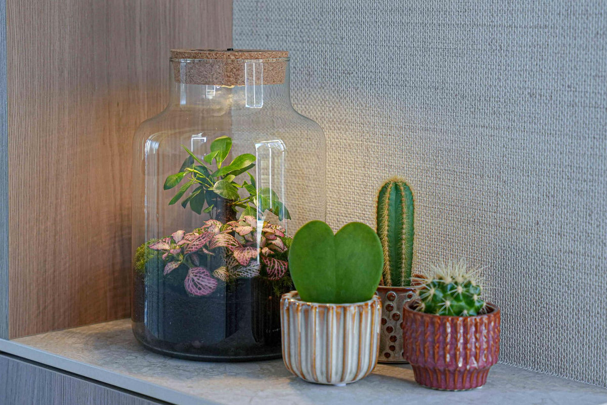 Terrarium Little Milky 'Love Mom', gegraveerde kurk en licht, gezonde plant