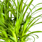 Beaucarnea Recurvata Stam, groeiwijze van de plant
