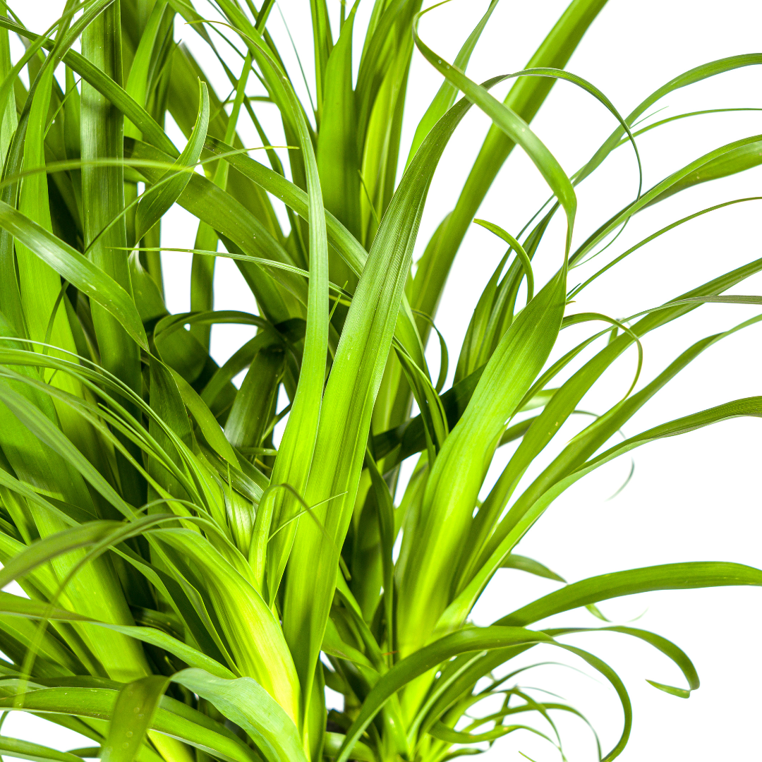 Beaucarnea Recurvata Stam, groeiwijze van de plant