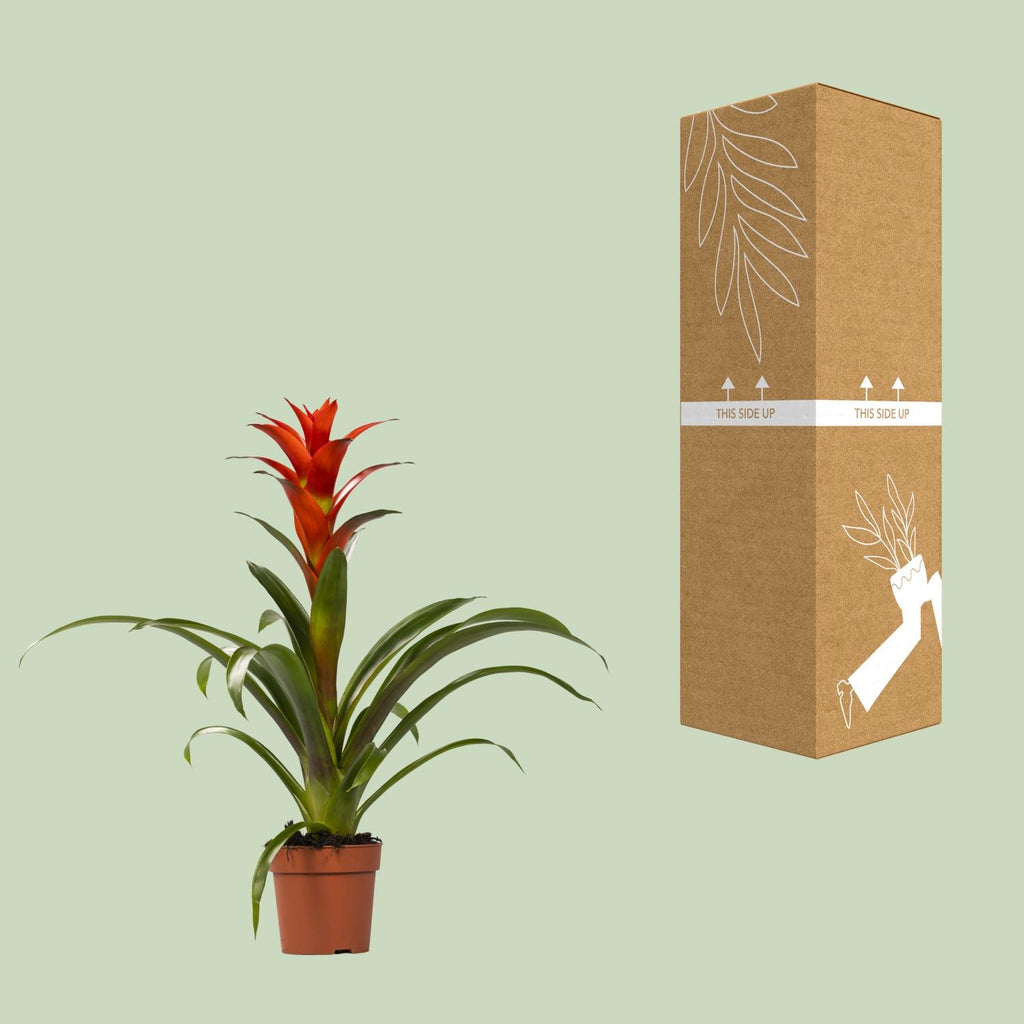 Detailfoto van Guzmania Ostara