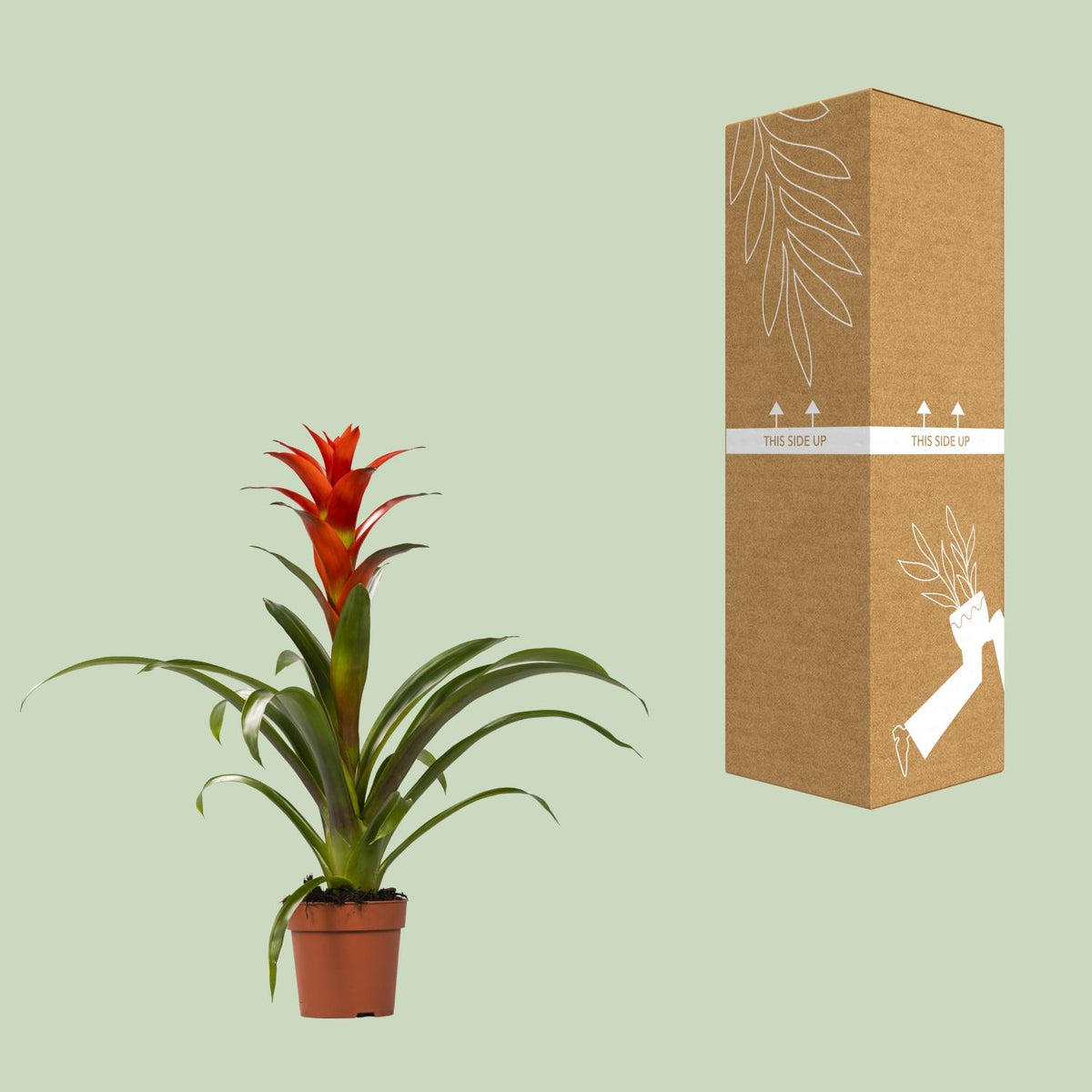 Detailfoto van Guzmania Ostara