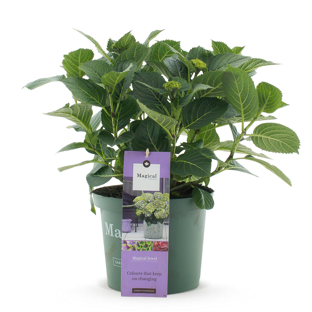 Hortensia Hydrangea Magical Jewel Blue, kenmerkend blad