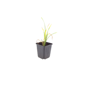 Hemerocallis &