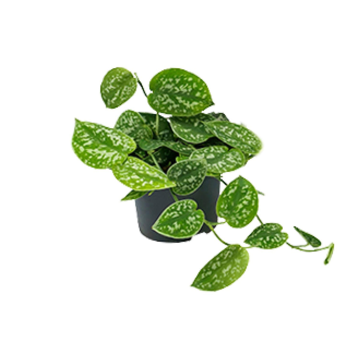 Productfoto van Scindapsus Pictus Argyraeus