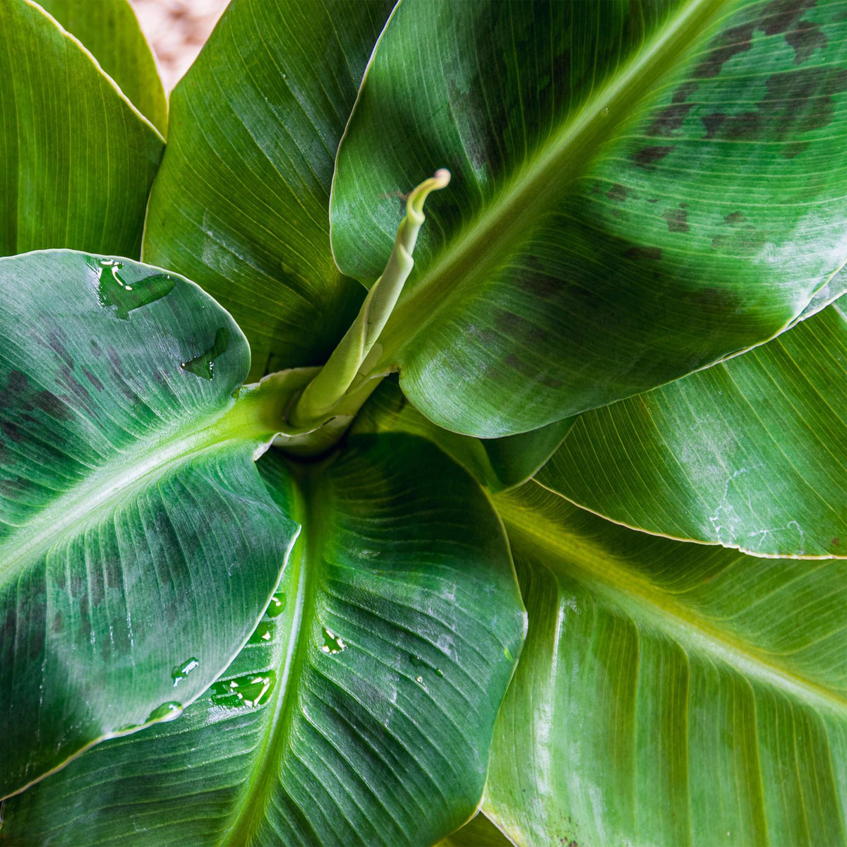 Musa acuminata Dwarf Cavendisch, groeiwijze van de plant