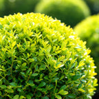 BetterBuxus Skylight, schimmelresistente buxusvervanger, pot 26 cm, plant in kweekpot