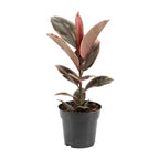 Productfoto van Ficus Elastica Belize