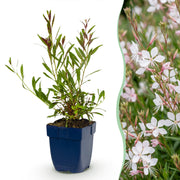 Gaura lindh. Whirling Butterflies - Prachtkaars - Bijen- en vlinderlokkers - Wit - 6 Planten