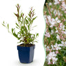 Gaura lindh. Whirling Butterflies - Prachtkaars - Bijen- en vlinderlokkers - Wit - 6 Planten