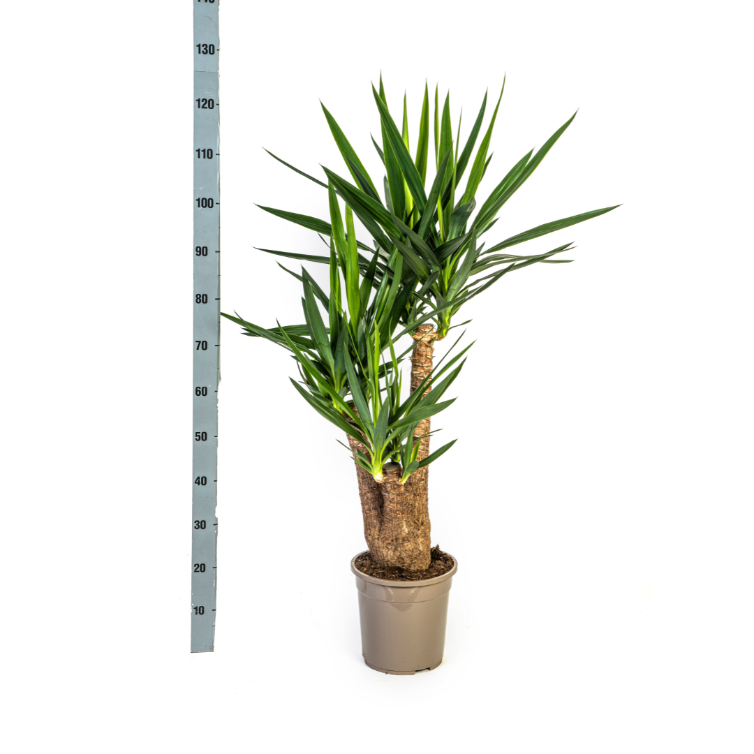 Yucca Elephantipes Vertakt, detail van het blad
