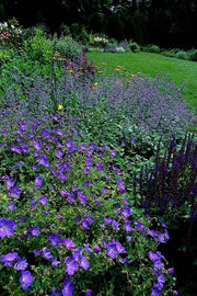 Geranium &
