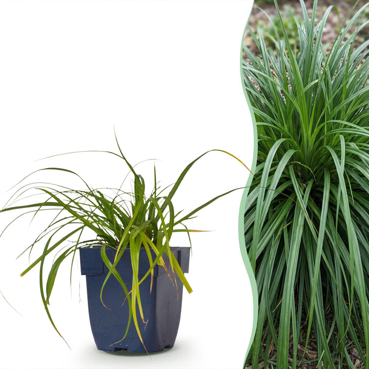 Carex oshimensis Evergreen - Japanse Zegge - Groenblijvend - Groen - 6 Planten
