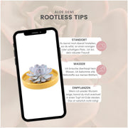 ROOTLESS Succulent Echeveria Lilacina in schaal &