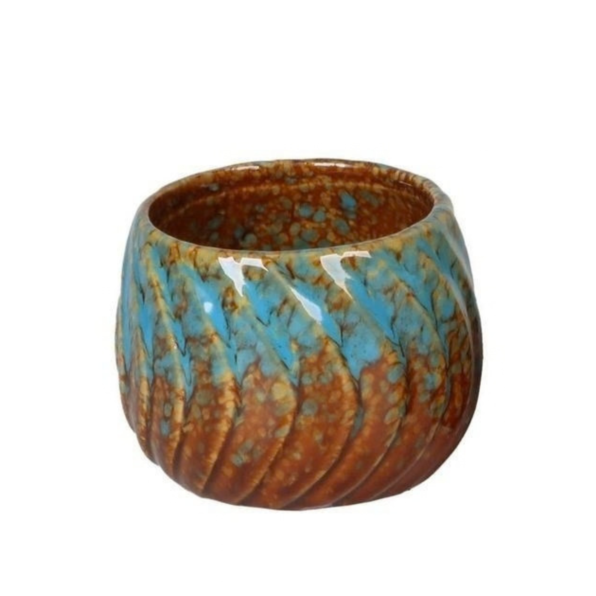Copper Reef P6, plant in pot