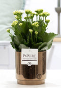Kalanchoe White In P&PURE Juliette Ceramics Goldbronze, plant in pot