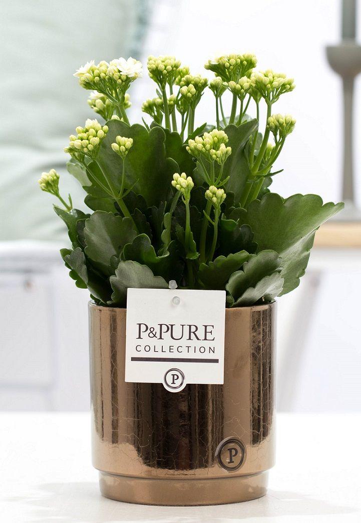 Kalanchoe White In P&PURE Juliette Ceramics Goldbronze, plant in pot