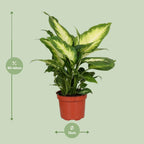 Detailfoto van Dieffenbachia Camilla