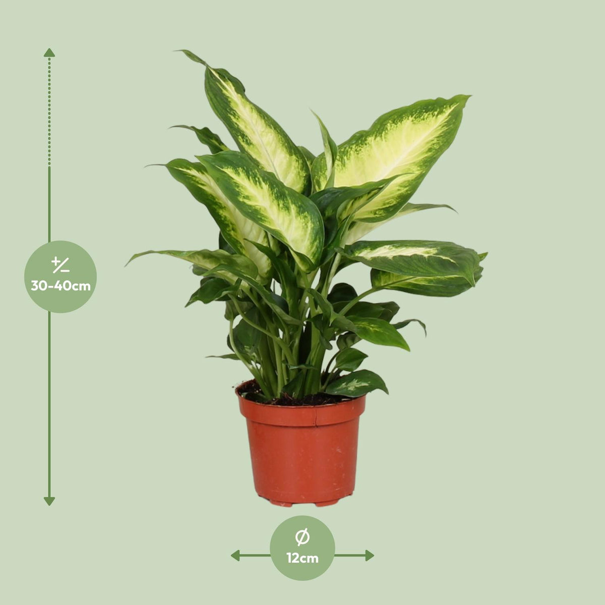 Detailfoto van Dieffenbachia Camilla