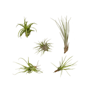 Tillandsia Air mix - 5 stuks