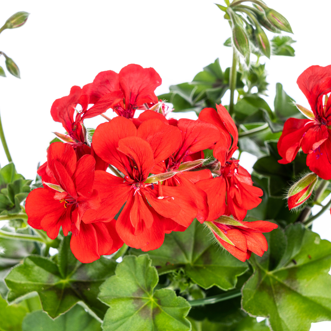 8x Pelargonium Peltatum Rot, detail van het blad