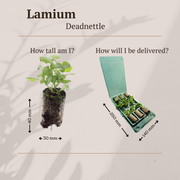 Dovenetel Lamium, bodembedekker om zelf te kweken, 6 pluggen