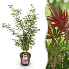 Acer palmatum Jerre Swarts, plant in pot