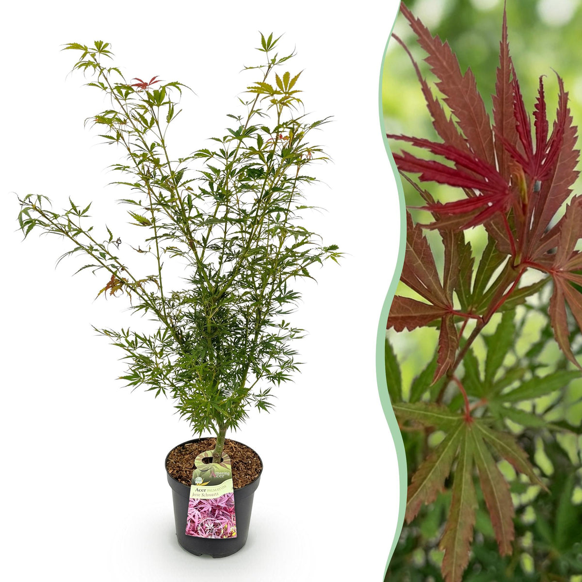 Acer palmatum Jerre Swarts, plant in pot