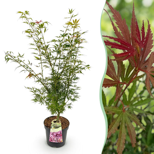 Acer palmatum Jerre Swarts, plant in pot