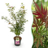Acer palmatum Jerre Swarts