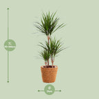 Detailfoto van Dracaena Marginata