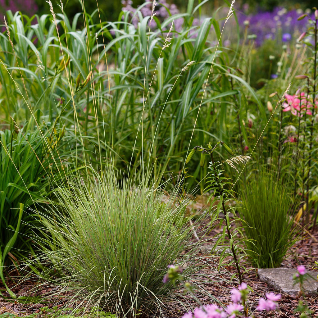 Festuca glauca Golden Toupee, groeiwijze van de plant