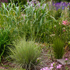 Festuca glauca Golden Toupee, groeiwijze van de plant