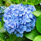 Hydrangea macrophylla Blue, 30 cm hoog, kenmerkend blad