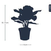 Calathea makoyana, pauwenplant voor terrarium