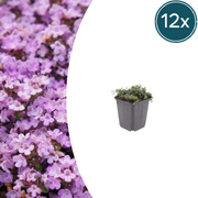 Thymus praecox &