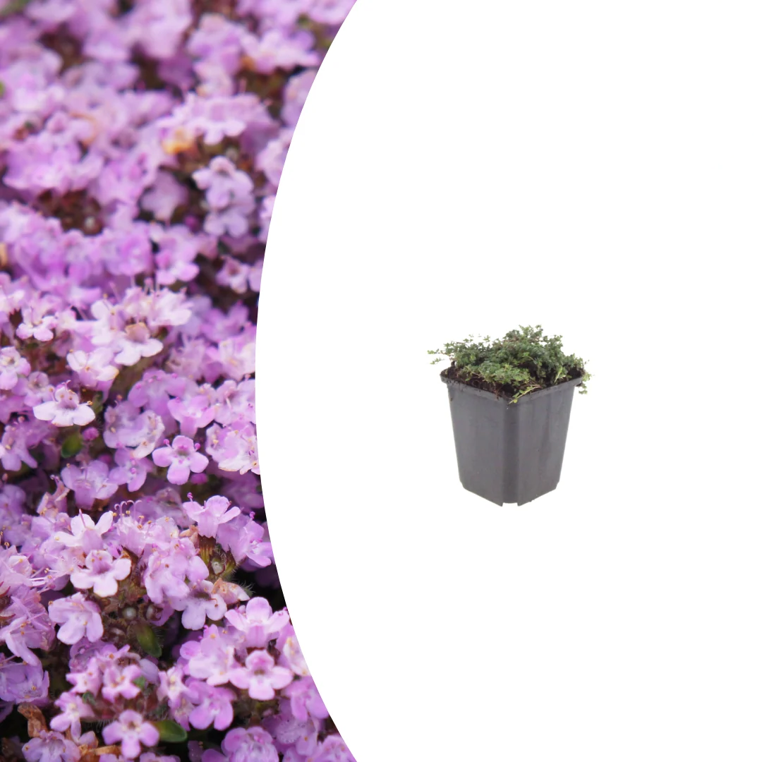 Thymus praecox 'Purple Beauty', gezonde plant