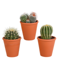 Productfoto van Bolcactus mix | 3 stuks - in terracotta pot