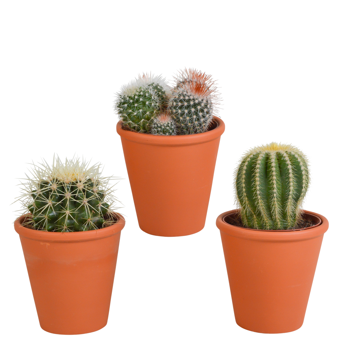 Productfoto van Bolcactus mix | 3 stuks - in terracotta pot
