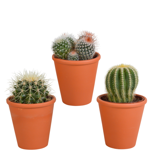 Bolcactus mix | 3 stuks - in terracotta pot